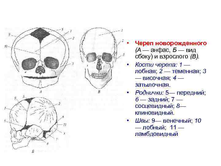  • Череп новорожденного (А — анфас, Б — вид сбоку) и взрослого (В).