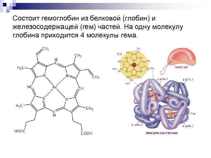 Состоит гемоглобин из белковой (глобин) и железосодержащей (гем) частей. На одну молекулу глобина приходится