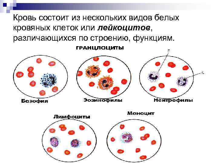 Кровь состоит из нескольких видов белых кровяных клеток или лейкоцитов, различающихся по строению, функциям.