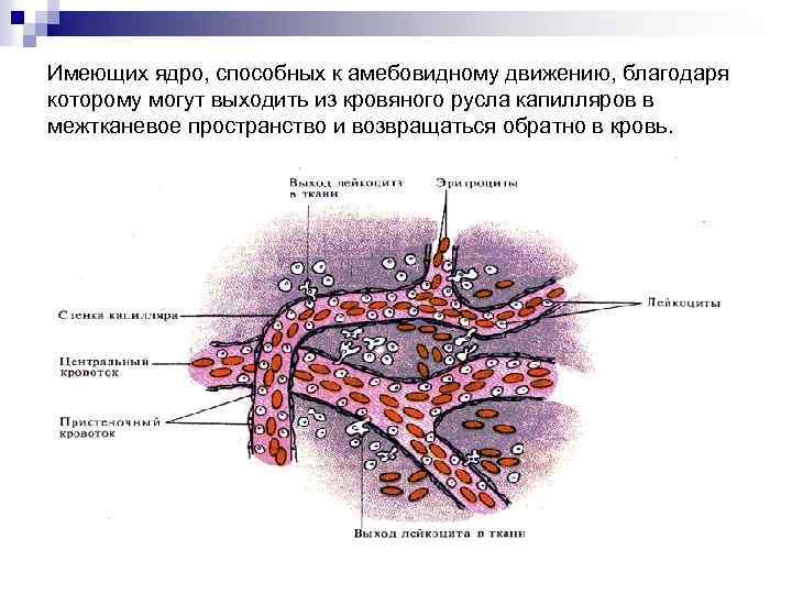 Имеющих ядро, способных к амебовидному движению, благодаря которому могут выходить из кровяного русла капилляров