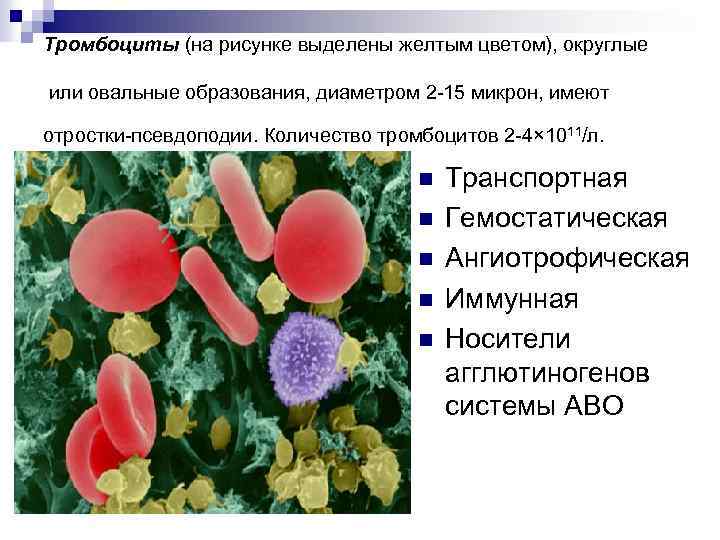 Тромбоциты (на рисунке выделены желтым цветом), округлые или овальные образования, диаметром 2 -15 микрон,