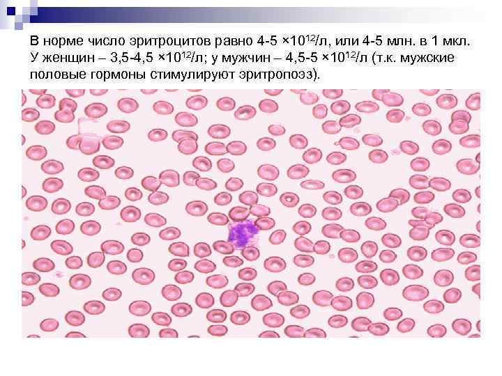 В норме число эритроцитов равно 4 -5 × 1012/л, или 4 -5 млн. в