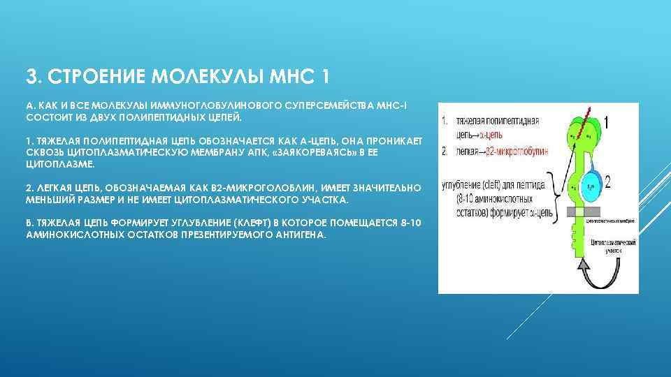 3. СТРОЕНИЕ МОЛЕКУЛЫ МНС 1 А. КАК И ВСЕ МОЛЕКУЛЫ ИММУНОГЛОБУЛИНОВОГО СУПЕРСЕМЕЙСТВА МНС-I СОСТОИТ