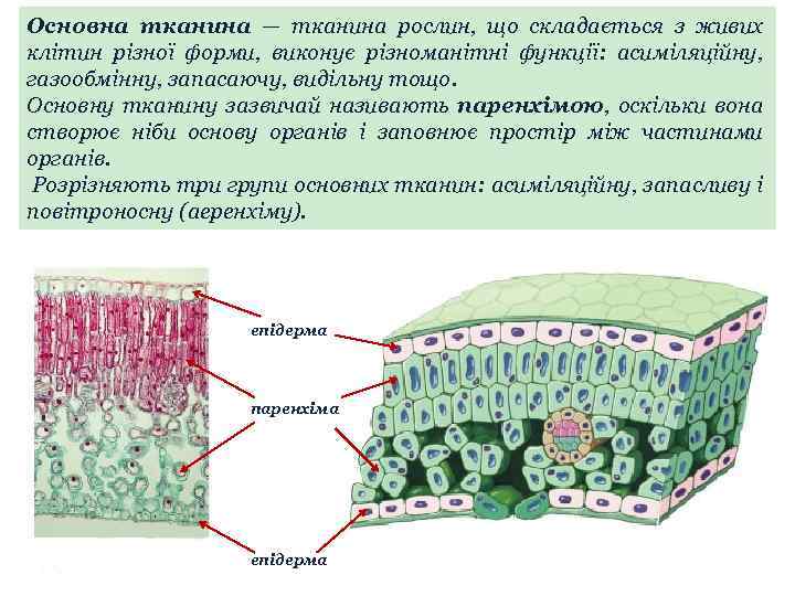 Основна тканина — тканина рослин, що складається з живих клітин різної форми, виконує різноманітні