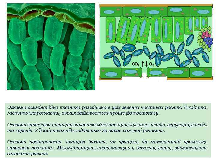 Основна асиміляційна тканина розміщена в усіх зелених частинах рослин. Її клітини містять хлоропласти, в