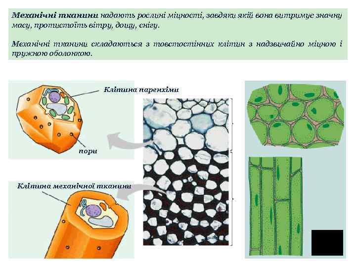 Механічні тканини надають рослині міцності, завдяки якій вона витримує значну масу, протистоїть вітру, дощу,