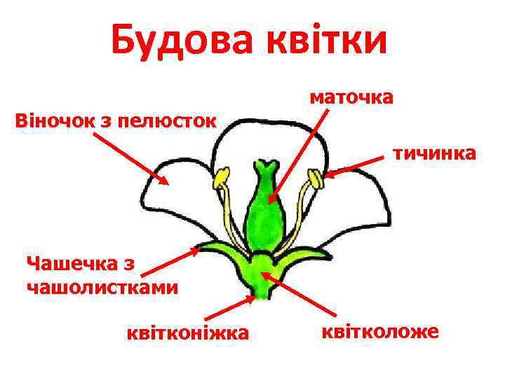 Будова квітки Віночок з пелюсток маточка тичинка Чашечка з чашолистками квітконіжка квітколоже 