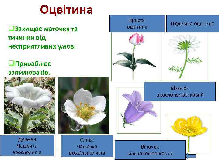 Оцвітина q. Захищає маточку та тичинки від несприятливих умов. Проста оцвітина Подвійна оцвітина q.