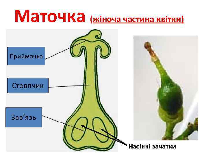 Маточка (жіноча частина квітки) Приймочка Стовпчик Зав’язь Насінні зачатки 