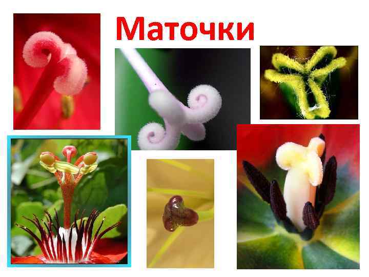 Маточки 