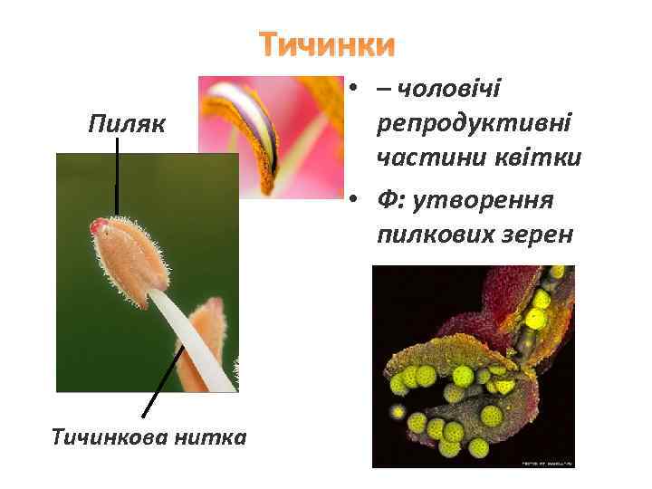 Тичинки Пиляк Тичинкова нитка • – чоловічі репродуктивні частини квітки • Ф: утворення пилкових