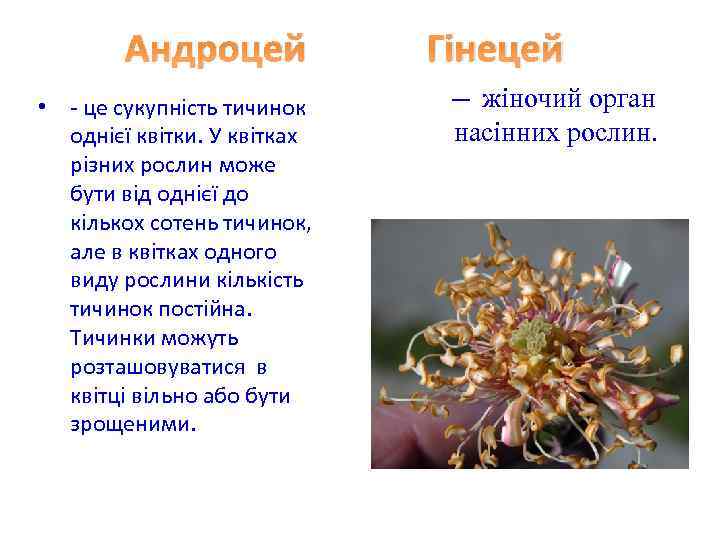 Андроцей • - це сукупність тичинок однієї квітки. У квітках різних рослин може бути