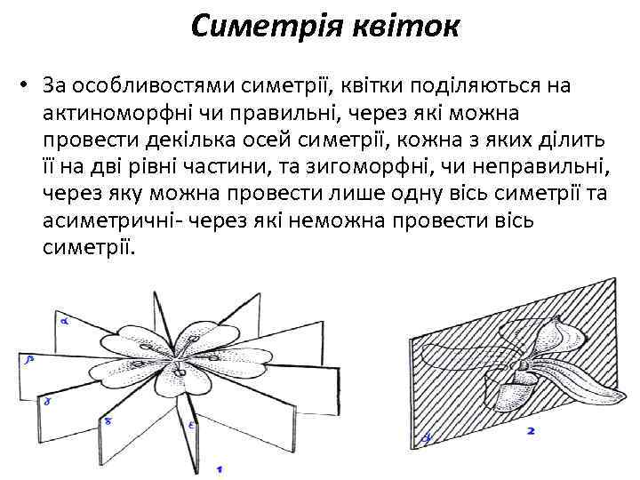 Симетрія квіток • За особливостями симетрії, квітки поділяються на актиноморфні чи правильні, через які