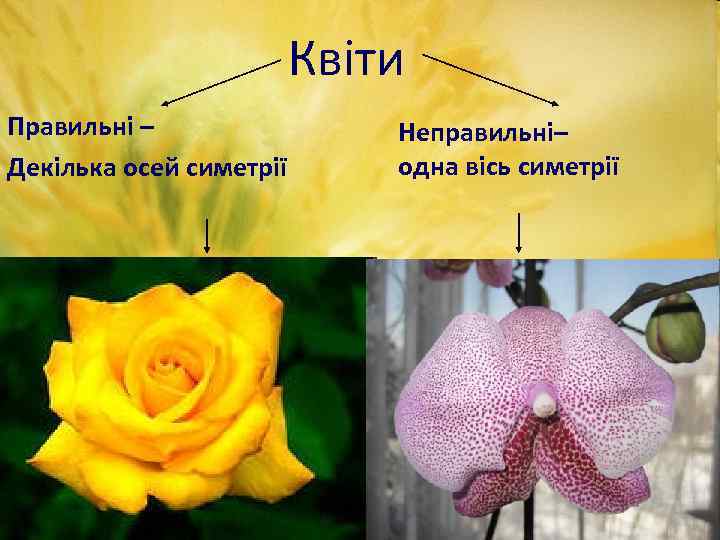 Квіти Правильні – Декілька осей симетрії Неправильні– одна вісь симетрії 