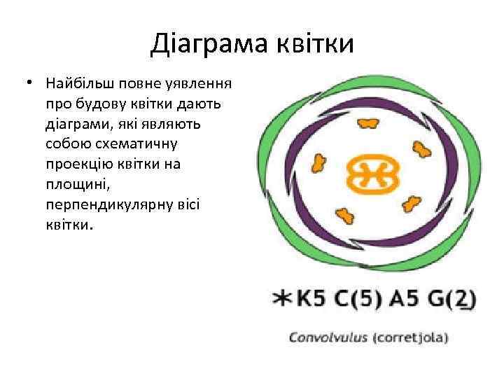 Діаграма квітки • Найбільш повне уявлення про будову квітки дають діаграми, які являють собою