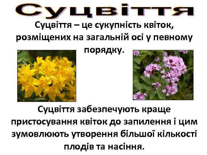 Суцвіття – це сукупність квіток, розміщених на загальній осі у певному порядку. Суцвіття забезпечують