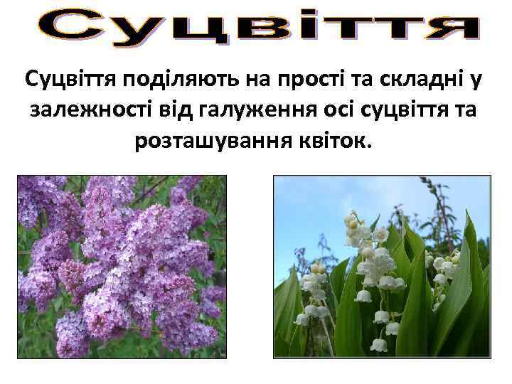 Суцвіття поділяють на прості та складні у залежності від галуження осі суцвіття та розташування