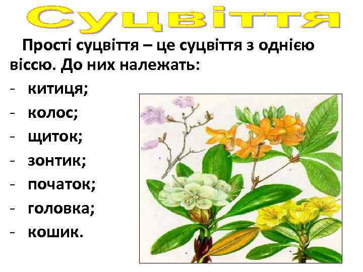 Прості суцвіття – це суцвіття з однією віссю. До них належать: - китиця; -