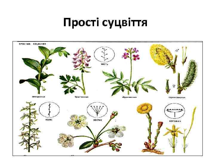 Прості суцвіття 