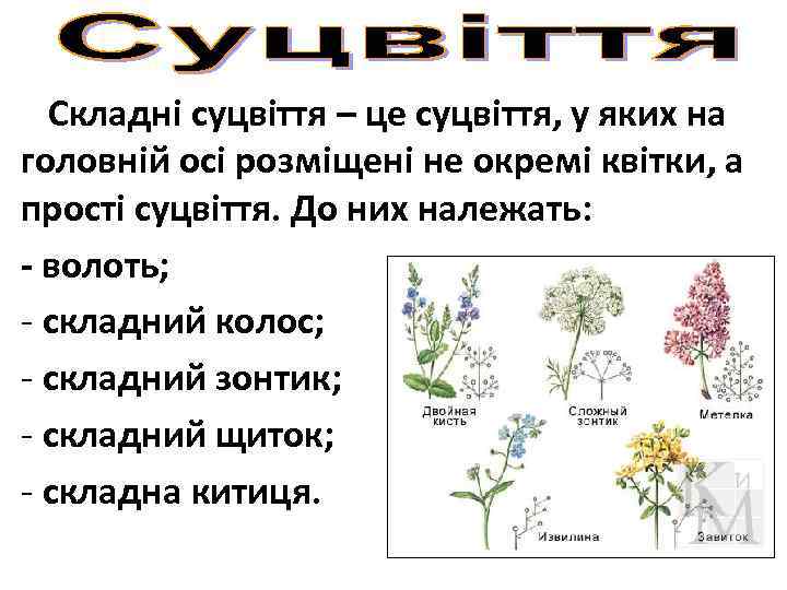 Складні суцвіття – це суцвіття, у яких на головній осі розміщені не окремі квітки,