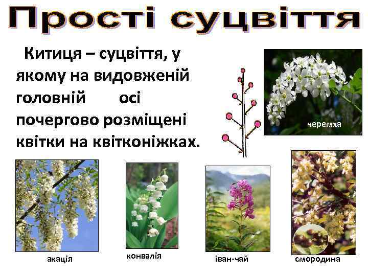 Китиця – суцвіття, у якому на видовженій головній осі почергово розміщені квітки на квітконіжках.