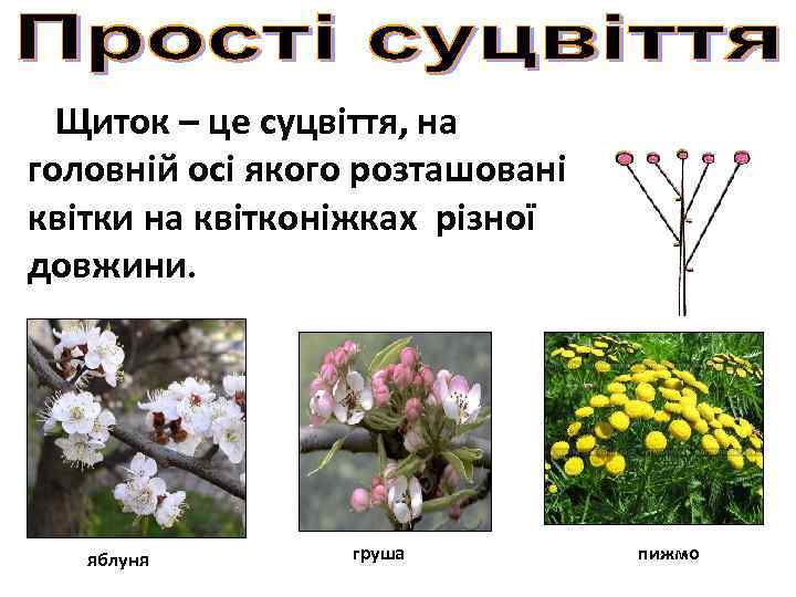 Щиток – це суцвіття, на головній осі якого розташовані квітки на квітконіжках різної довжини.