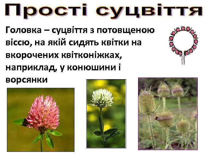 Головка – суцвіття з потовщеною віссю, на якій сидять квітки на вкорочених квітконіжках, наприклад,