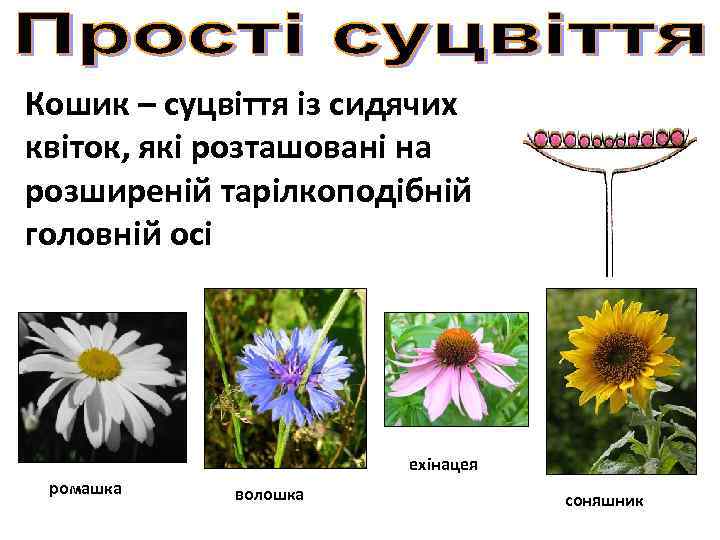 Кошик – суцвіття із сидячих квіток, які розташовані на розширеній тарілкоподібній головній осі ехінацея