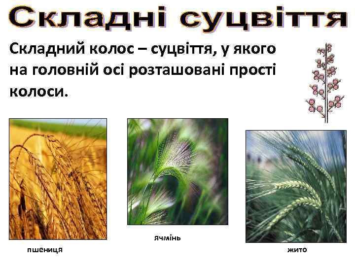 Складний колос – суцвіття, у якого на головній осі розташовані прості колоси. ячмінь пшениця