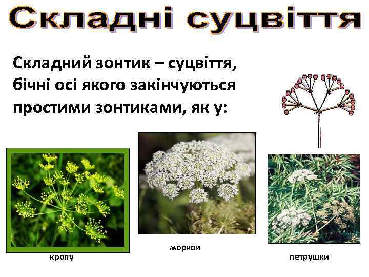 Складний зонтик – суцвіття, бічні осі якого закінчуються простими зонтиками, як у: кропу моркви