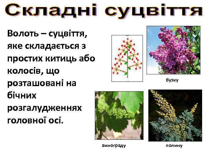 Волоть – суцвіття, яке складається з простих китиць або колосів, що розташовані на бічних