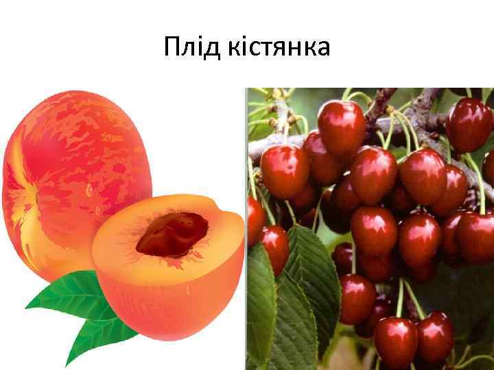 Плід кістянка 