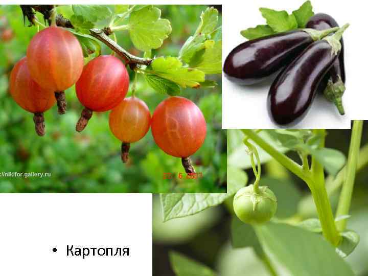  • Картопля 