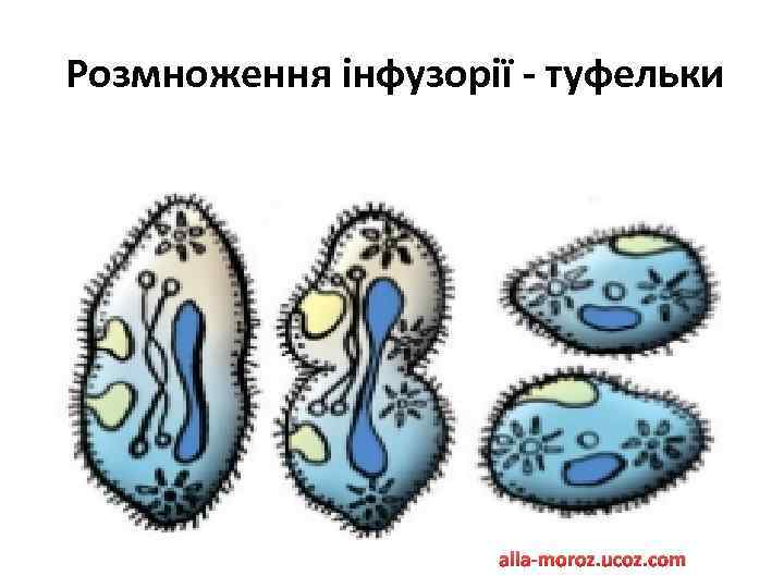 Розмноження інфузорії - туфельки alla-moroz. ucoz. com 