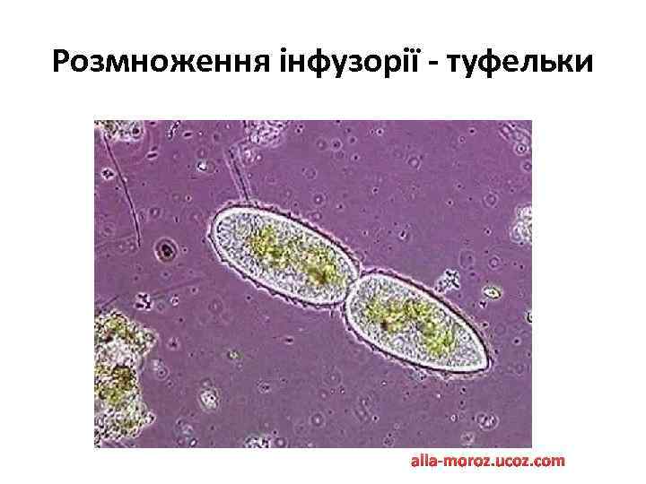 Розмноження інфузорії - туфельки alla-moroz. ucoz. com 