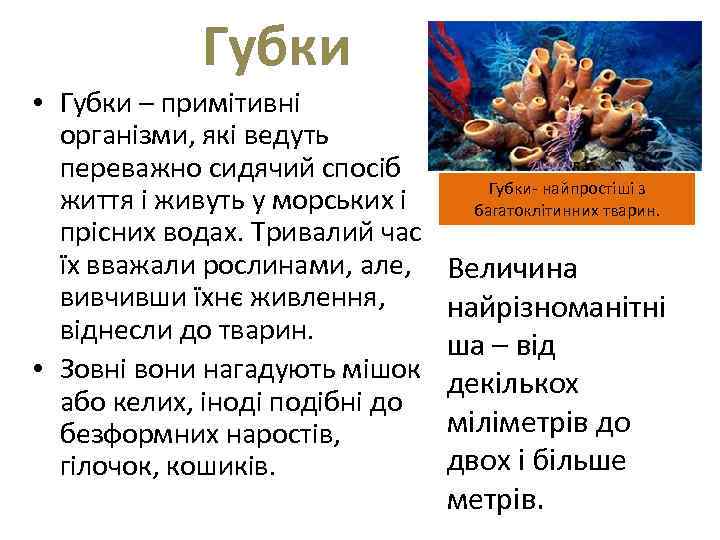 Губки • Губки – примітивні організми, які ведуть переважно сидячий спосіб життя і живуть