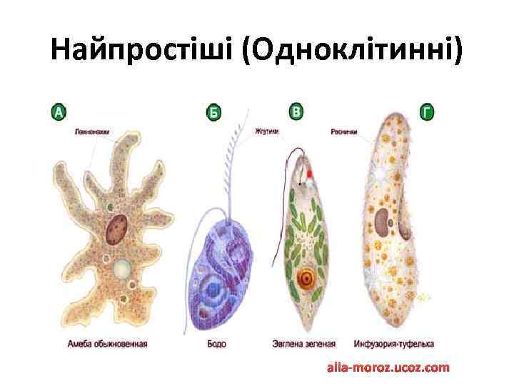 Найпростіші (Одноклітинні) alla-moroz. ucoz. com 