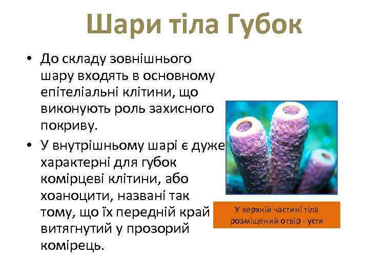  Шари тіла Губок • До складу зовнішнього шару входять в основному епітеліальні клітини,