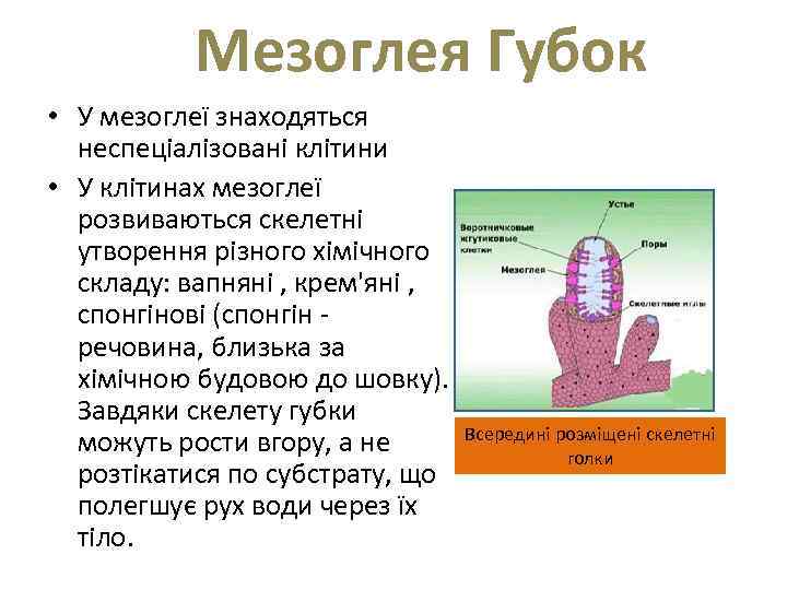  Мезоглея Губок • У мезоглеї знаходяться неспеціалізовані клітини • У клітинах мезоглеї розвиваються