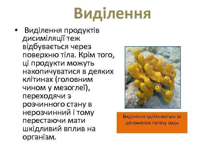  Виділення • Виділення продуктів дисиміляції теж відбувається через поверхню тіла. Крім того, ці