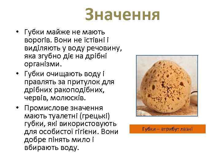  Значення • Губки майже не мають ворогів. Вони не їстівні і виділяють у