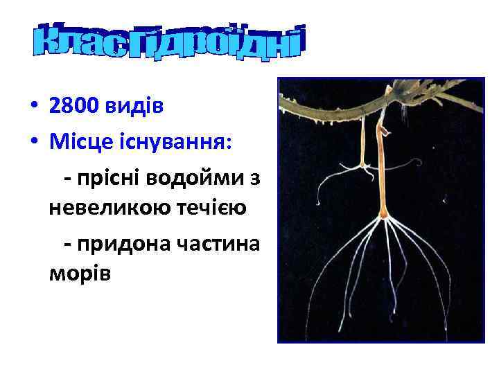  • 2800 видів • Місце існування: - прісні водойми з невеликою течією -