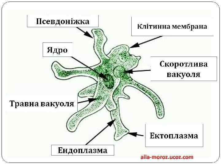 alla-moroz. ucoz. com 