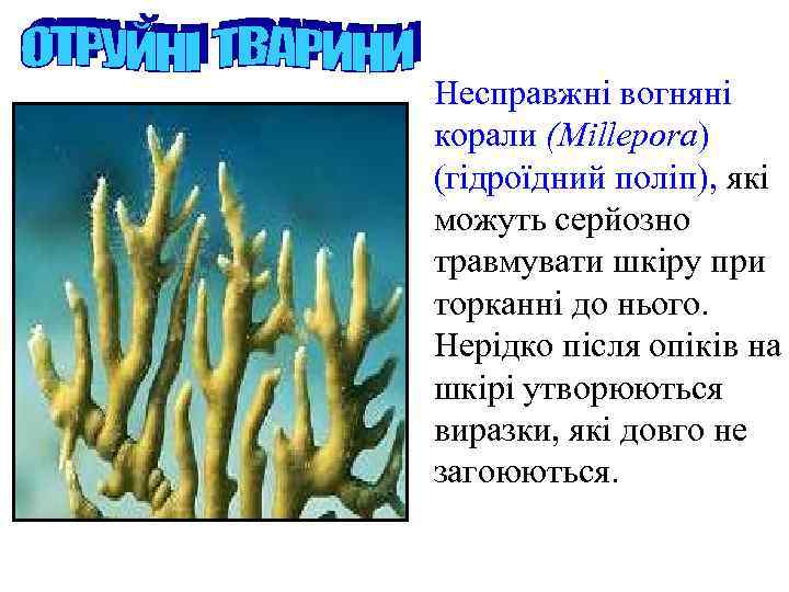 Несправжні вогняні корали (Millepora) (гідроїдний поліп), які можуть серйозно травмувати шкіру при торканні до