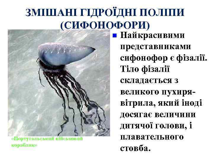 ЗМІШАНІ ГІДРОЇДНІ ПОЛІПИ (СИФОНОФОРИ) n «Португальський військовий кораблик» Найкрасивими представниками сифонофор є фізалії. Тіло