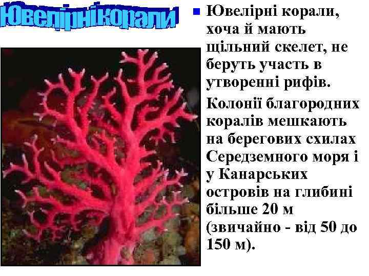 n n Ювелірні корали, хоча й мають щільний скелет, не беруть участь в утворенні