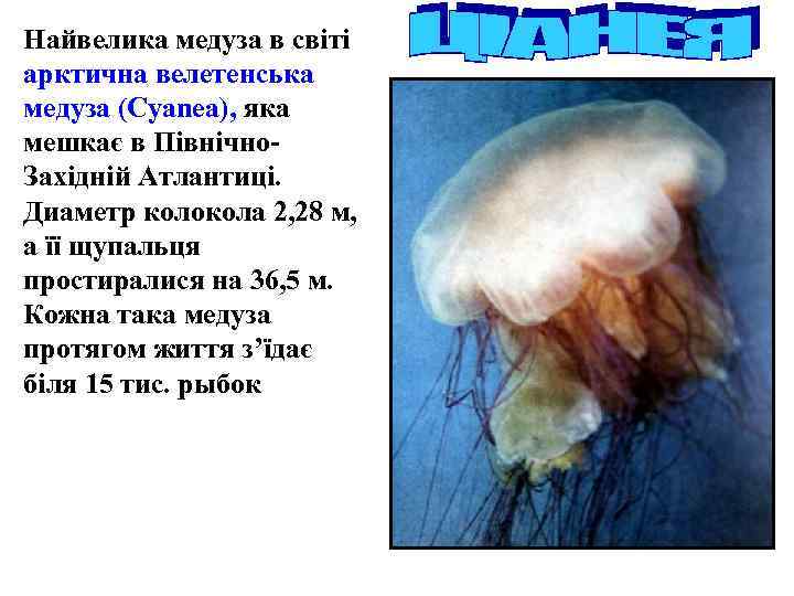 Найвелика медуза в світі арктична велетенська медуза (Cyanea), яка мешкає в Північно. Західній Атлантиці.
