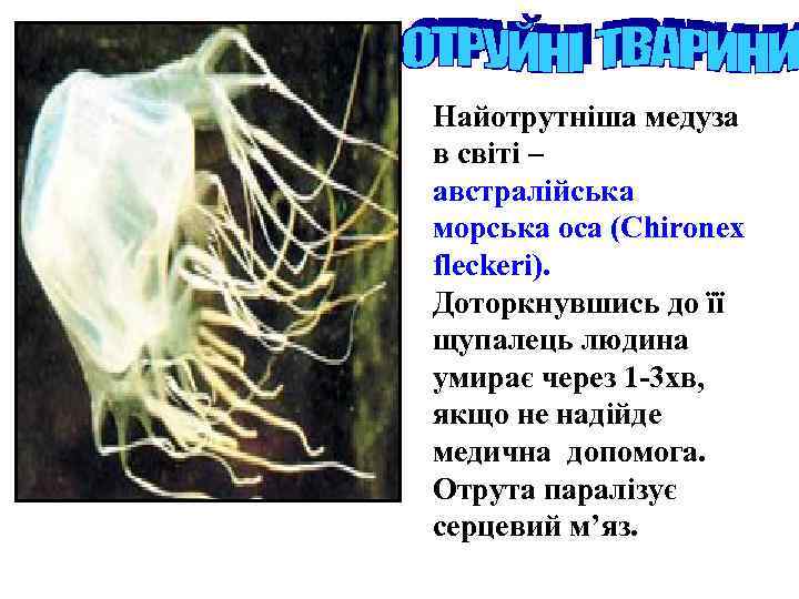 Найотрутніша медуза в світі – австралійська морська оса (Chironex fleckeri). Доторкнувшись до її щупалець