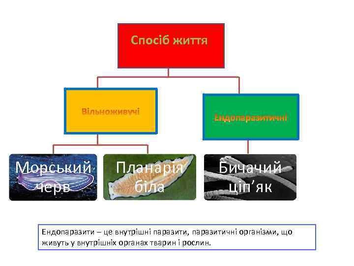 Спосіб життя Морський черв Планарія біла Бичачий ціп’як Ендопаразити – це внутрішні паразити, паразитичні