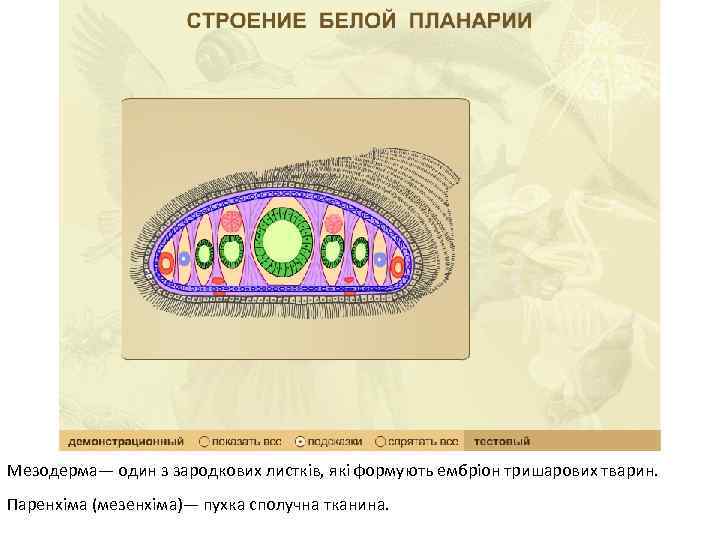 Мезодерма— один з зародкових листків, які формують ембріон тришарових тварин. Паренхіма (мезенхіма)— пухка сполучна